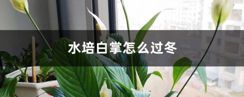 水培白掌怎么过冬