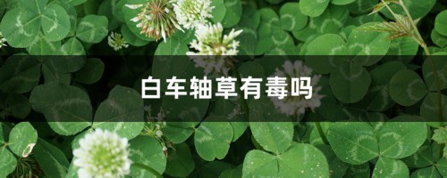 白车轴草有毒吗，白车轴草人可以吃吗