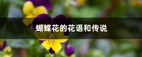 蝴蝶花的花语和传说