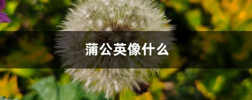 蒲公英像什么，什么样的蒲公英