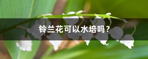 铃兰花可以水培吗？