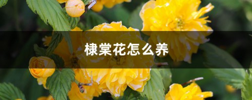 棣棠花怎么养