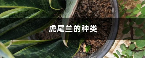 虎尾兰的种类