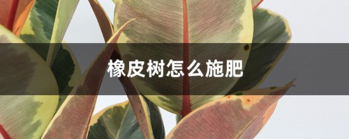 橡皮树怎么施肥